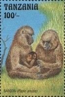 Olive Baboon (Papio anubis)