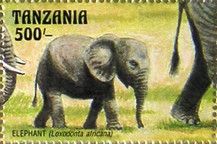 African Elephant (Loxodonta africana)