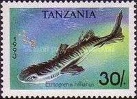 Caribbean Lanternshark (Etmopterus hillianus)