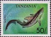 Tiger Shark (Galeocerdo cuvier)