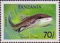 African Angelshark (Squatina afrikana)