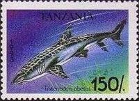 Whitetip Reef Shark (Triaenodon obesus)