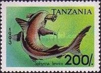 Scalloped Hammerhead (Sphyrna lewini)