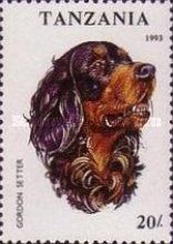 Gordon Setter (Canis lupus familiaris)