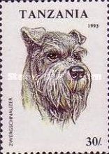 Minature Schnauzer (Canis lupus familiaris)
