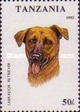 Labrador Retriever (Canis lupus familiaris)