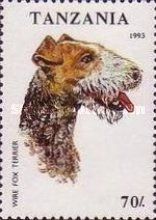 German Wirehaired Pointer (Canis lupus familiaris)