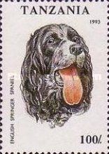 English Springer Spaniel (Canis lupus familiaris)