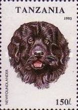 Newfoundland Dog (Canis lupus familiaris)