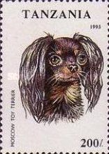Moscow Toy Terrier