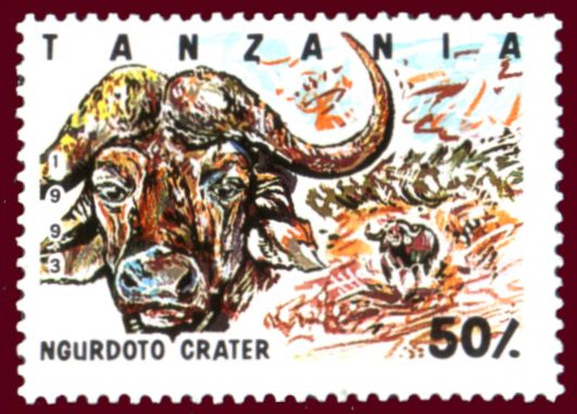 Ngurdoto Crater, African Buffalo (Syncerus caffer)