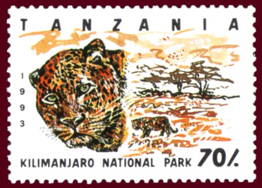 Kilimanjaro National Park, Leopard (Panthera pardus)