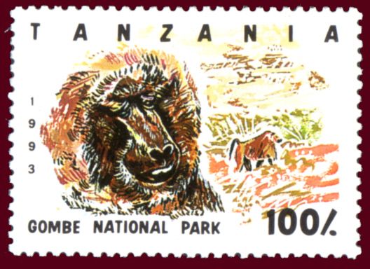 Gombe National Park, Olive Baboon (Papio anubis)