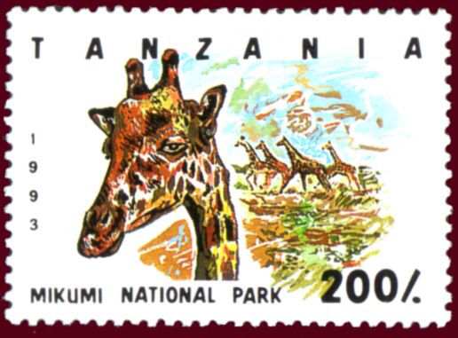 Mikumi National Park, Giraffe (Giraffa camelopardalis)