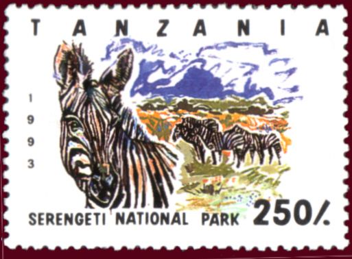 Serengeti National Park, Plains Zebra (Equus quagga)