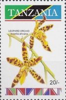 Leopard Orchid (Ansellia africana)
