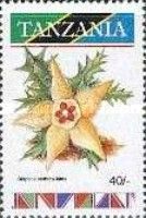 Stapelia semota lutea