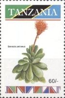 Senecio petraeus