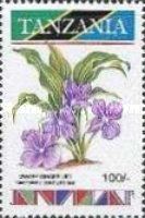 Kaempferia brachystemon