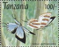 Yellow-banded Sapphire (Iolaus aphnaeoides)