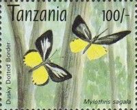 Lemon Dotted Border (Mylothris sagala)