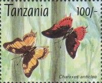 Small Flame-bordered Charaxes (Charaxes anticlea)