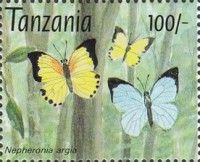 Large Vagrant (Nepheronia argia)