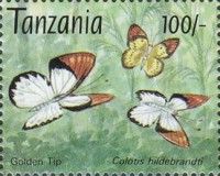 Golden Tip (Colotis hildebrandti)
