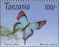 Figtree Blue (Myrina silenus)
