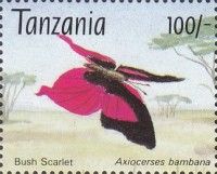 Axiocerses bambana