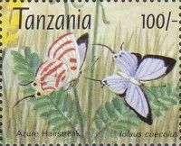 Iolaus coecolus