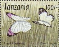 Colotis regina