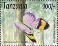Gold Banded Forester (Euphaedra neophron)