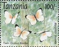 Poppea Dotted Border (Mylothris poppea)