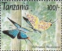 Creamy Highflier (Aphnaeus flavescens)