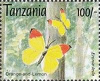 Autumn Leaf Vagrant (Eronia leda)