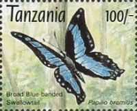 Papilio bromius