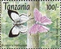 Hypolycaena buxtoni