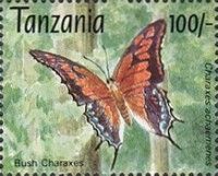 Charaxes achaemenes