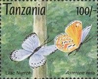 Asterope rosa