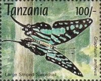 Graphium antheus