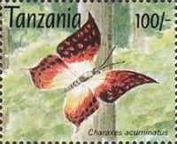 Charaxes acuminatus