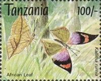 African Leaf Butterfly (Kallima rumia)