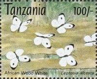 African Wood White or Flip Flop (Leptosia alcesta)