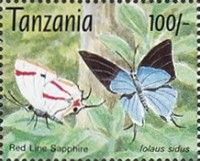 Red-line Sapphire (Iolaus sidus)