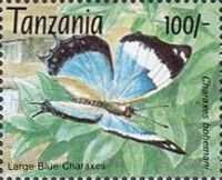Large Blue Emperor (Charaxes bohemani)
