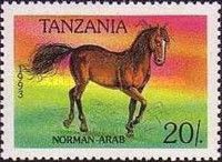 Norman-Arab (Equus ferus caballus)