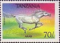 Arabian Horse (Equus ferus caballus)