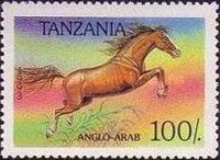 Anglo-Arabian (Equus ferus caballus)