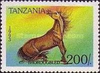 Thorougbred (Equus ferus caballus)